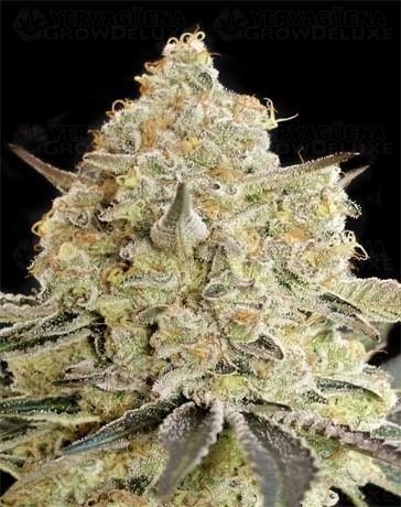 Apple Fritter - Advanced Seeds