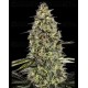 Runtz Triploid - Advanced Seeds