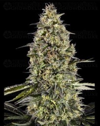 Runtz Triploid - Advanced Seeds