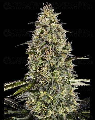 Runtz Triploid - Advanced Seeds