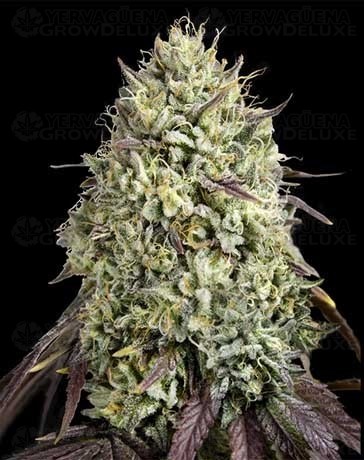 Georgia Pie - Advanced Seeds