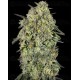 Papaya Triploid - Advanced Seeds