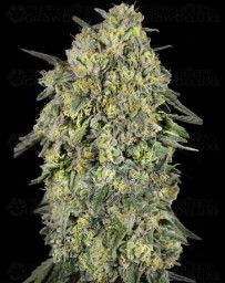 Papaya Triploid - Advanced Seeds
