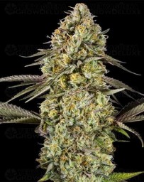 Auto Georgia Pie - Advanced Seeds