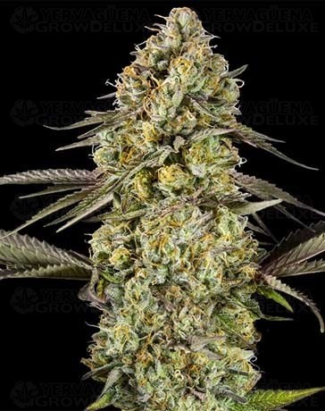 Auto Georgia Pie - Advanced Seeds