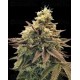 Auto Animal Zookies - Advanced Seeds
