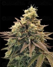 Auto Animal Zookies - Advanced Seeds