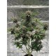 Cherry Cola Auto RF3 - FastBuds Seeds