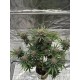 Cherry Cola Auto RF3 - FastBuds Seeds