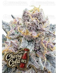 Cherry Cola Auto RF3 - FastBuds Seeds