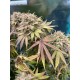 Lemon Mandarin FastBuds Seeds