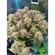 Lemon Mandarin FastBuds Seeds