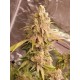 Lemon Mandarin FastBuds Seeds