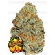 Lemon Mandarin FastBuds Seeds
