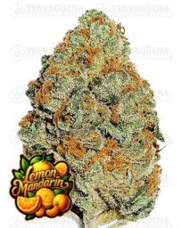 Lemon Mandarin FastBuds Seeds