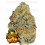 Lemon Mandarin FastBuds Seeds