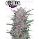 Gorilla Punch Auto- Fast Buds Seeds