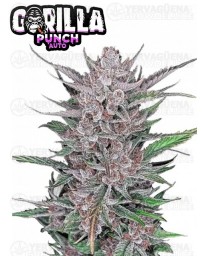 Gorilla Punch Auto- Fast Buds Seeds