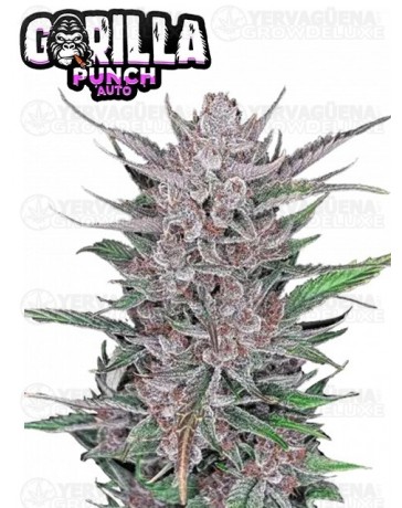 Gorilla Punch Auto- Fast Buds Seeds