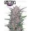 Gorilla Punch Auto- Fast Buds Seeds