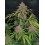 Gorilla Punch Auto- Fast Buds Seeds