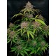 Gorilla Punch Auto- Fast Buds Seeds