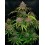 Gorilla Punch Auto- Fast Buds Seeds