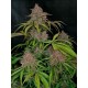 Gorilla Punch Auto- Fast Buds Seeds