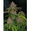 Gorilla Punch Auto- Fast Buds Seeds