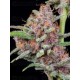 Gorilla Punch Auto- Fast Buds Seeds