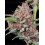 Gorilla Punch Auto- Fast Buds Seeds