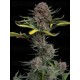 Gorilla Punch Auto- Fast Buds Seeds