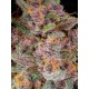 Gorilla Punch Auto- Fast Buds Seeds