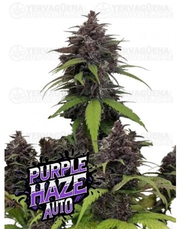 Purple Haze Auto- Fast Buds Seeds