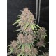 Purple Haze Auto- Fast Buds Seeds
