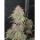 Purple Haze Auto- Fast Buds Seeds