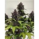 Purple Haze Auto- Fast Buds Seeds