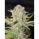 Purple Haze Auto- Fast Buds Seeds