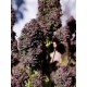Purple Haze Auto- Fast Buds Seeds