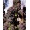 Purple Haze Auto- Fast Buds Seeds