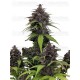 Purple Haze Auto- Fast Buds Seeds