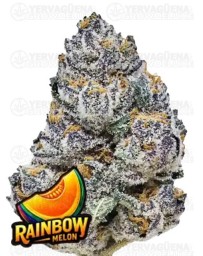 Rainbow Melon- Fast Buds Seeds