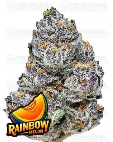 Rainbow Melon- Fast Buds Seeds