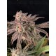 Rainbow Melon- Fast Buds Seeds