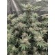 Rainbow Melon- Fast Buds Seeds