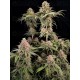 Rainbow Melon- Fast Buds Seeds