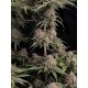 Rainbow Melon- Fast Buds Seeds