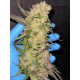Rainbow Melon- Fast Buds Seeds