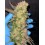 Rainbow Melon- Fast Buds Seeds