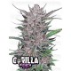 Gorilla Punch Auto- Fast Buds Seeds